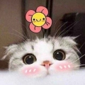 莎莎