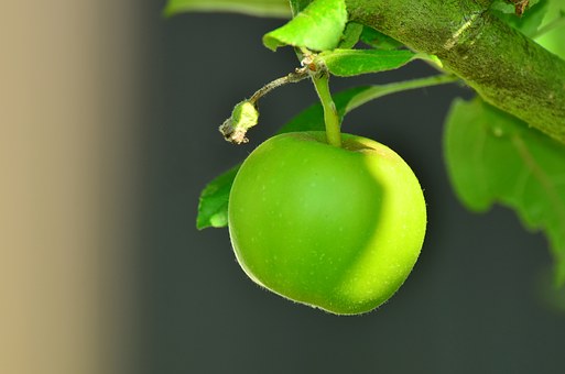 apple-1532055__340